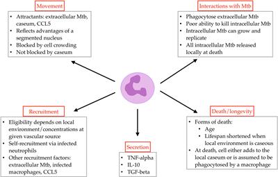 Neutrophil Dynamics Affect Mycobacterium tuberculosis Granuloma Outcomes and Dissemination